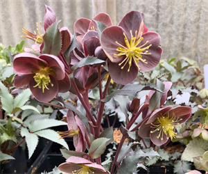 Rockies Helleborus 'Grand Teton'
